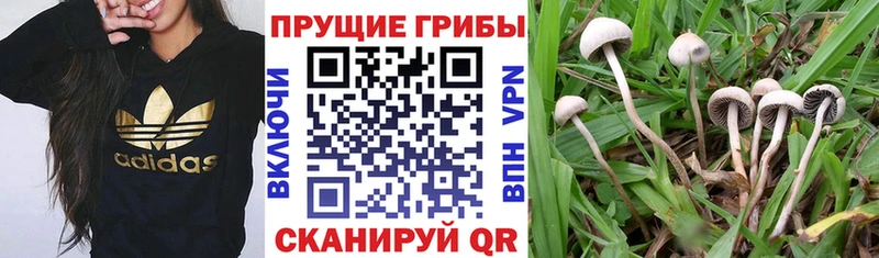 Галлюциногенные грибы MAGIC MUSHROOMS  Курлово 